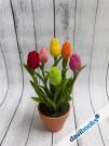 (ad11505) Cây Hoa Tulip