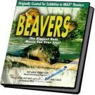 Beavers Loài Hải Ly